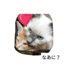 こてにゃんスタンプ（個別スタンプ：15）