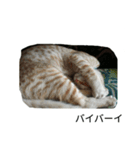 こてにゃんスタンプ（個別スタンプ：16）