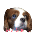 ゆるすぎるロコさん（個別スタンプ：1）