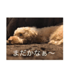トイプードル コロちゃんのいろいろ毎日（個別スタンプ：1）