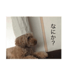 トイプードル コロちゃんのいろいろ毎日（個別スタンプ：2）
