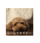 トイプードル コロちゃんのいろいろ毎日（個別スタンプ：16）