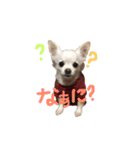 ころちゃん❤︎（個別スタンプ：1）