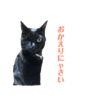 保護猫ナッツbyオハナビーズ（個別スタンプ：1）