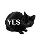 保護猫ナッツbyオハナビーズ（個別スタンプ：2）