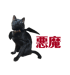 保護猫ナッツbyオハナビーズ（個別スタンプ：4）
