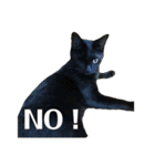 保護猫ナッツbyオハナビーズ（個別スタンプ：5）