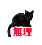 保護猫ナッツbyオハナビーズ（個別スタンプ：6）