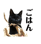 保護猫ナッツbyオハナビーズ（個別スタンプ：7）