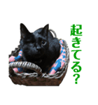 保護猫ナッツbyオハナビーズ（個別スタンプ：8）