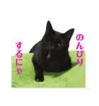 保護猫ナッツbyオハナビーズ（個別スタンプ：10）