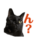 保護猫ナッツbyオハナビーズ（個別スタンプ：11）