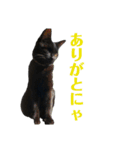 保護猫ナッツbyオハナビーズ（個別スタンプ：12）