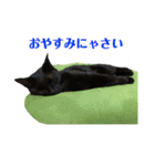 保護猫ナッツbyオハナビーズ（個別スタンプ：13）