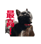 保護猫ナッツbyオハナビーズ（個別スタンプ：14）