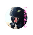 保護猫ナッツbyオハナビーズ（個別スタンプ：15）