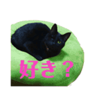 保護猫ナッツbyオハナビーズ（個別スタンプ：16）