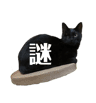 保護猫ナッツbyオハナビーズ（個別スタンプ：17）