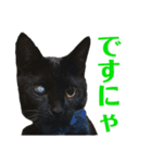 保護猫ナッツbyオハナビーズ（個別スタンプ：18）