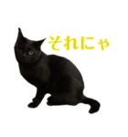保護猫ナッツbyオハナビーズ（個別スタンプ：19）