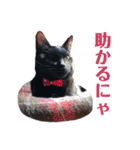 保護猫ナッツbyオハナビーズ（個別スタンプ：20）