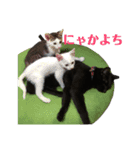 保護猫ナッツbyオハナビーズ（個別スタンプ：21）
