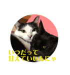 保護猫ナッツbyオハナビーズ（個別スタンプ：22）