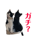 保護猫ナッツbyオハナビーズ（個別スタンプ：23）