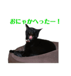 保護猫ナッツbyオハナビーズ（個別スタンプ：24）