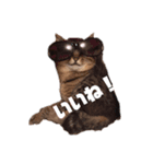 癒しの猫たち。（個別スタンプ：3）