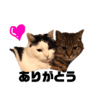 癒しの猫たち。（個別スタンプ：4）
