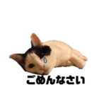 癒しの猫たち。（個別スタンプ：5）