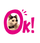 癒しの猫たち。（個別スタンプ：7）