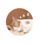 使いやすい猫ちゃんスタンプ（個別スタンプ：2）