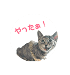 使いやすい猫ちゃんスタンプ（個別スタンプ：7）