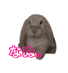 フレンチロップイヤーすたんぷ。（個別スタンプ：5）