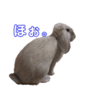 フレンチロップイヤーすたんぷ。（個別スタンプ：8）