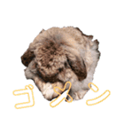 フレンチロップイヤーすたんぷ。（個別スタンプ：9）