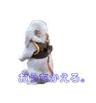 フレンチロップイヤーすたんぷ。（個別スタンプ：11）