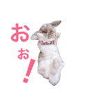 フレンチロップイヤーすたんぷ。（個別スタンプ：13）
