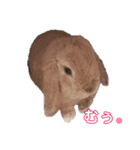 フレンチロップイヤーすたんぷ。（個別スタンプ：15）