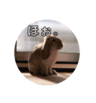 フレンチロップイヤーすたんぷ。（個別スタンプ：17）