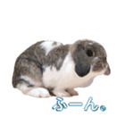 フレンチロップイヤーすたんぷ。（個別スタンプ：20）