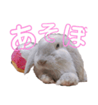 フレンチロップイヤーすたんぷ。（個別スタンプ：21）