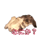 フレンチロップイヤーすたんぷ。（個別スタンプ：24）