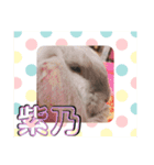 フレンチロップイヤーすたんぷ。（個別スタンプ：25）