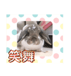 フレンチロップイヤーすたんぷ。（個別スタンプ：26）
