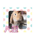 フレンチロップイヤーすたんぷ。（個別スタンプ：27）