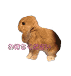 フレンチロップイヤーすたんぷ。（個別スタンプ：32）
