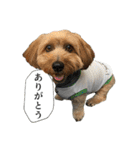 ミックス犬、大治郎と源之介 その1（個別スタンプ：1）